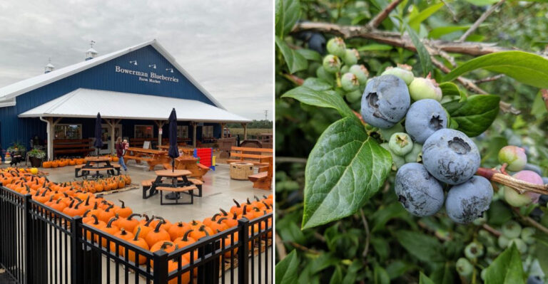 This Michigan Blueberry Farm Celebrates Peak Season With Three Weekends of Summer Fun