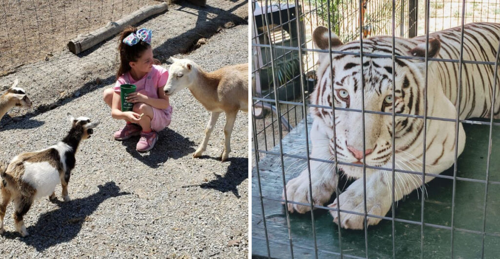 This Missouri Petting Farm Is Every Animal Lover’s Dream Day Trip
