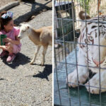 This Missouri Petting Farm Is Every Animal Lover’s Dream Day Trip