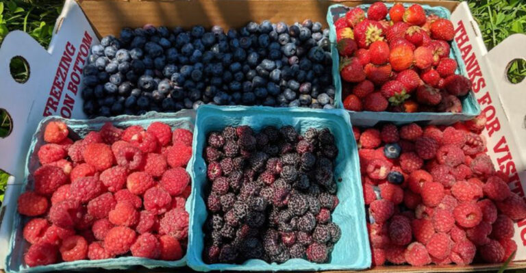 This New Jersey Farm Lets You Pick the Fruit and Take Home the Sweetest Souvenirs