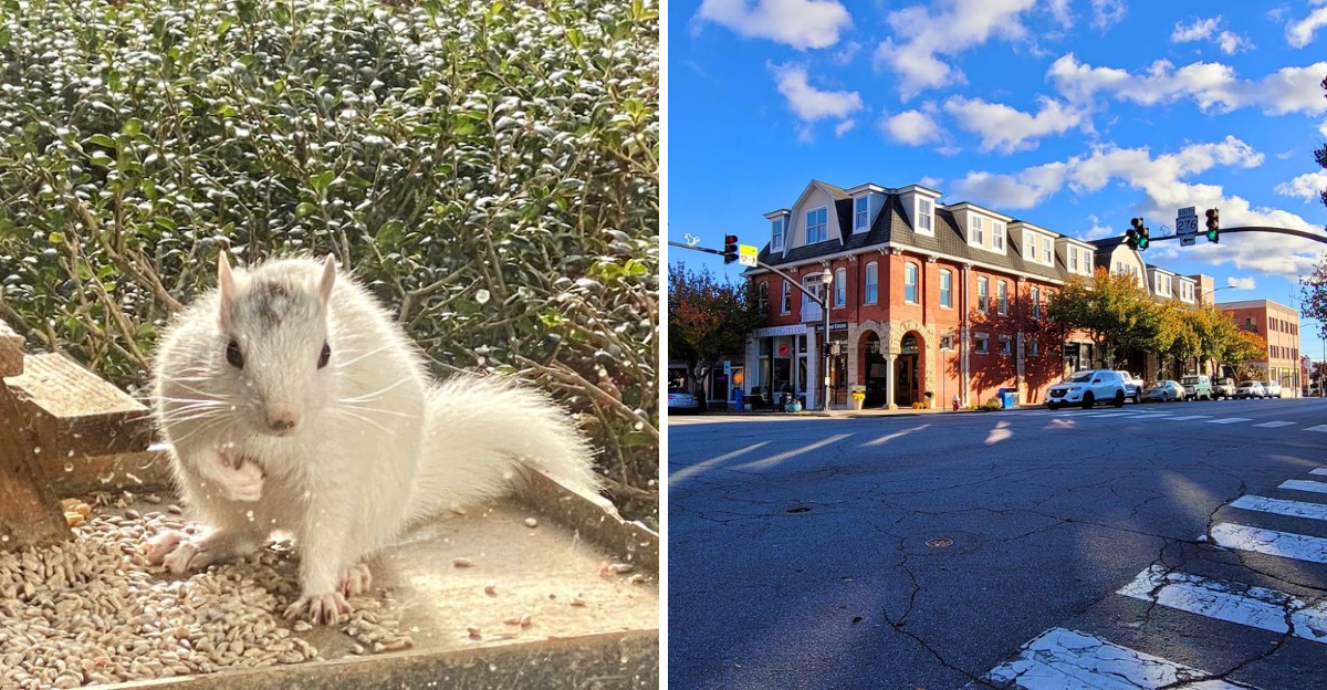 This North Carolina Mountain Town Is Famous For Its Rare White Squirrel Colony