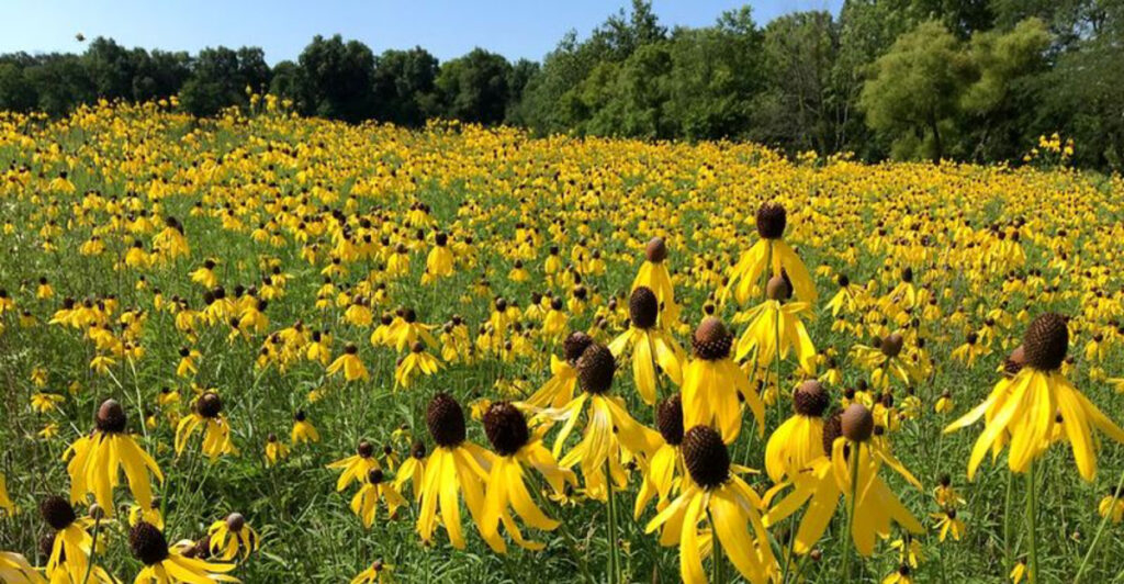 This Ohio Prairie Preserve Is A Peaceful July Walk Filled With Vibrant Color