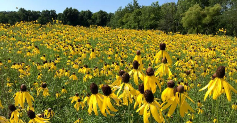 This Ohio Prairie Preserve Is A Peaceful July Walk Filled With Vibrant Color