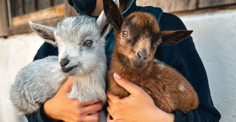 This Pennsylvania Farm Sanctuary Draws Visitors With Friendly Goats, A Camel, And Up-Close Animal Encounters