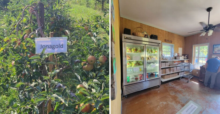 This Scenic Tennessee Farm Lets You Pick Your Own Fresh Apples Straight From The Orchard