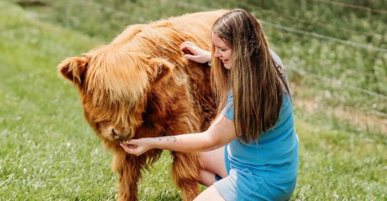 This Tennessee Highland Cow Farm Feels Like A Slice Of Scotland