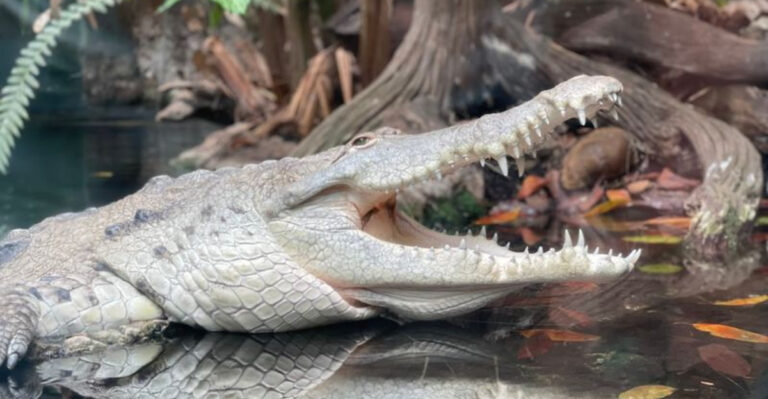 This Texas Aquarium Feels Like A Rainforest, Ocean, And Wildlife Park All In One