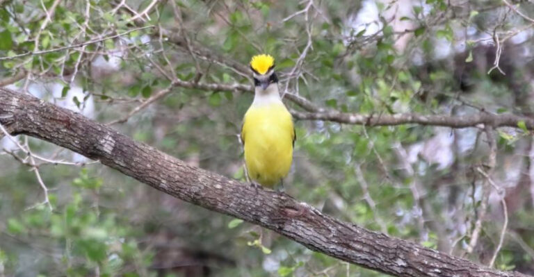 This Texas Wildlife Refuge Turns Into A Birdwatching Paradise Every July