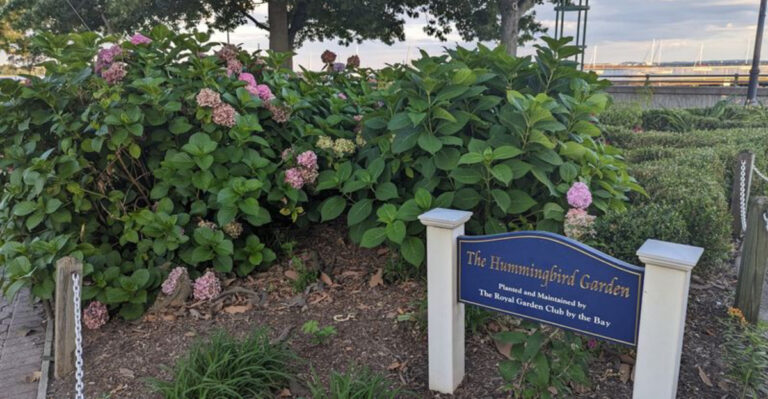 This Tiny New Jersey Garden Lets You Watch Wild Hummingbirds Up Close