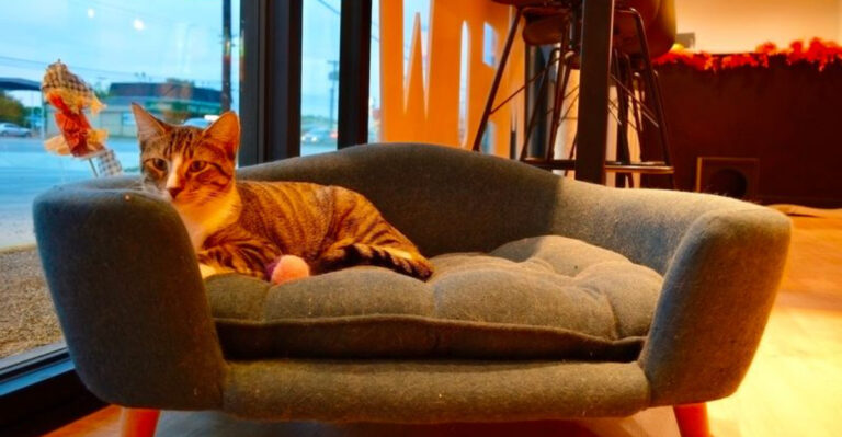 This Unique Dallas Café Serves Coffee With A Side Of Cat Cuddles