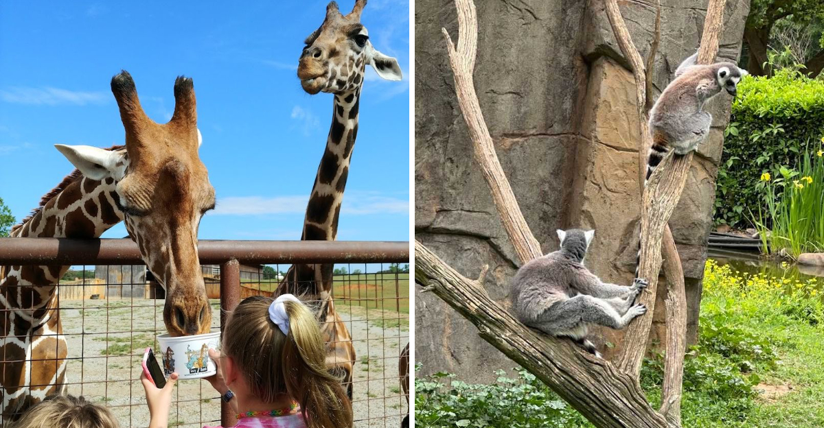 This Whimsical North Carolina Wildlife Park Is a Family Adventure You’ll Never Forget