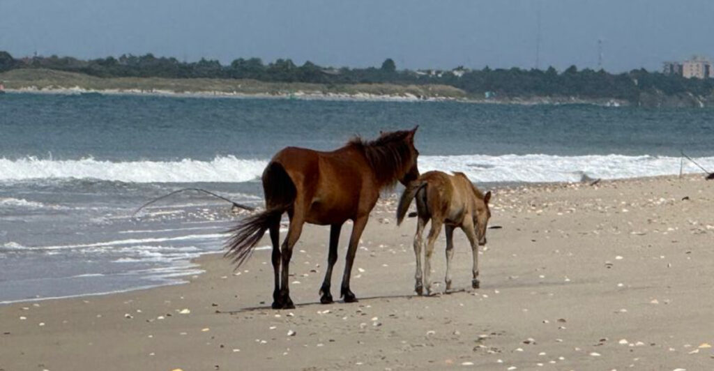 This Wild North Carolina Island Is Where Horses Still Roam The Beaches Freely