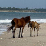 This Wild North Carolina Island Is Where Horses Still Roam The Beaches Freely