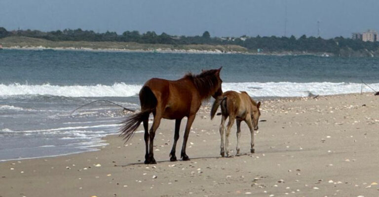 This Wild North Carolina Island Is Where Horses Still Roam The Beaches Freely