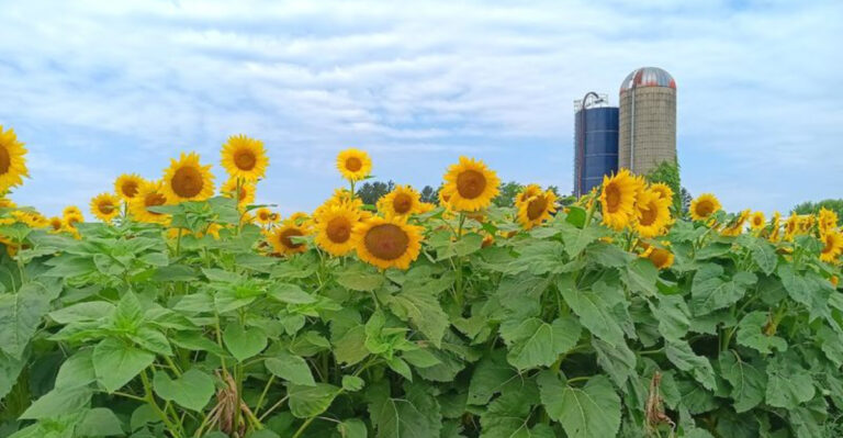 Walk Through 300,000 Summer Blooms at This West Michigan Farm for Only $2