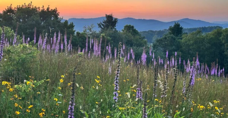 When Liatris Blooms, This North Carolina Parkway Meadow Turns Into a Sea of Purple