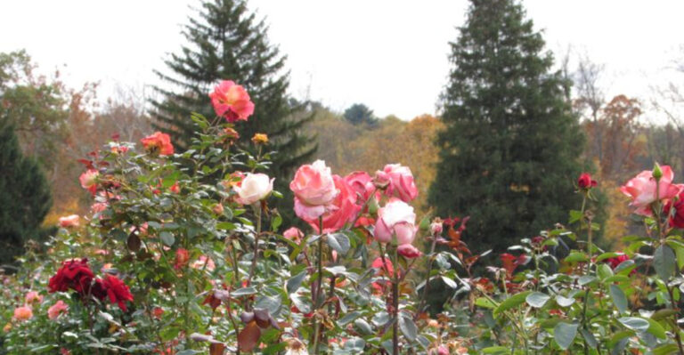 Why This Secret Pennsylvania Rose Garden With 2,000 Blooms Is A Must-See Destination