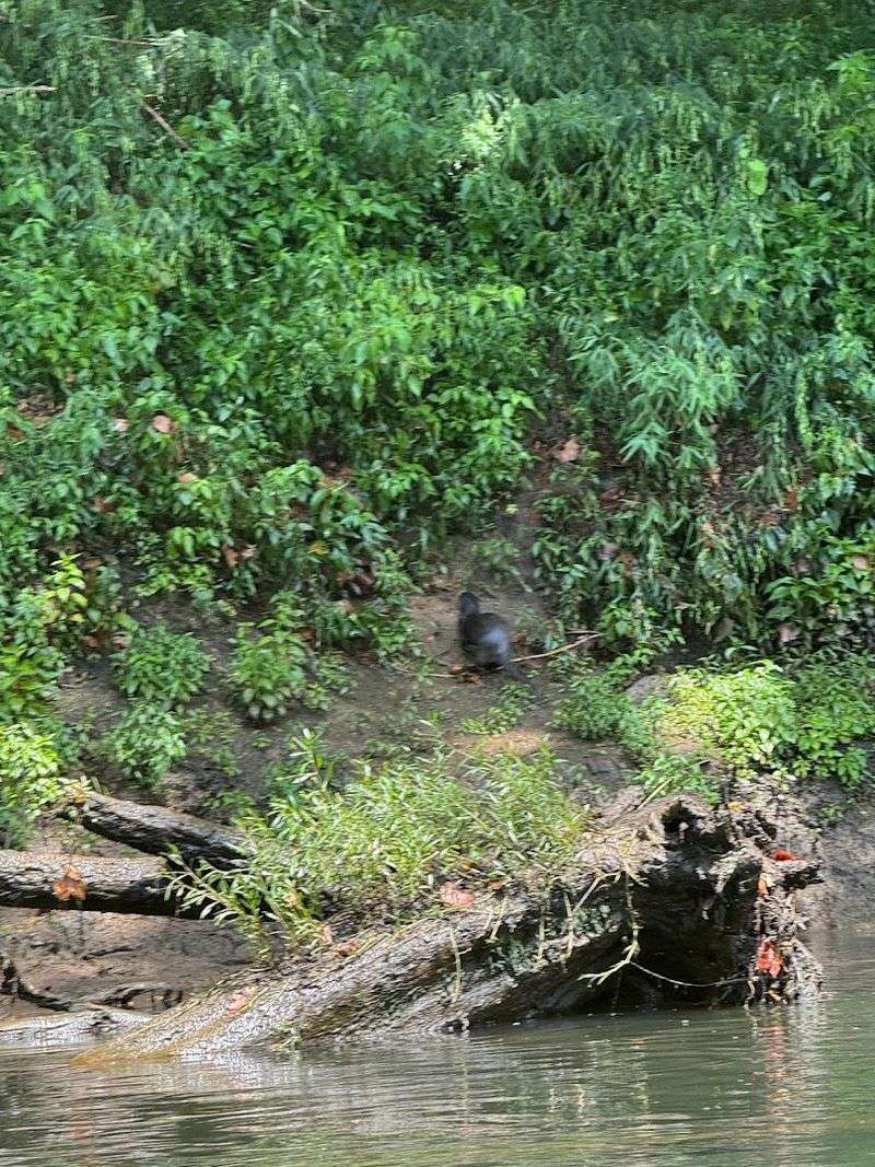 Wildlife Encounters That Beat Any Zoo Visit Wildlife Encounters That Beat Any Zoo Visit