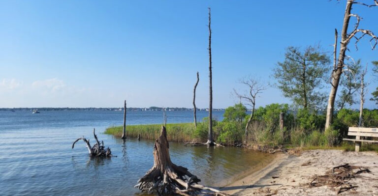 You’d Never Guess This Driftwood-Covered Coast Is in New Jersey