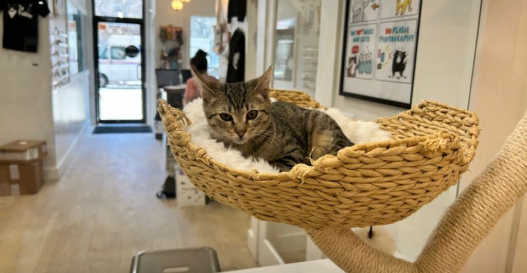 10 New York Cat Cafes Where Rescue Cats Pick Their Favorite People