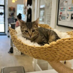 10 New York Cat Cafes Where Rescue Cats Pick Their Favorite People