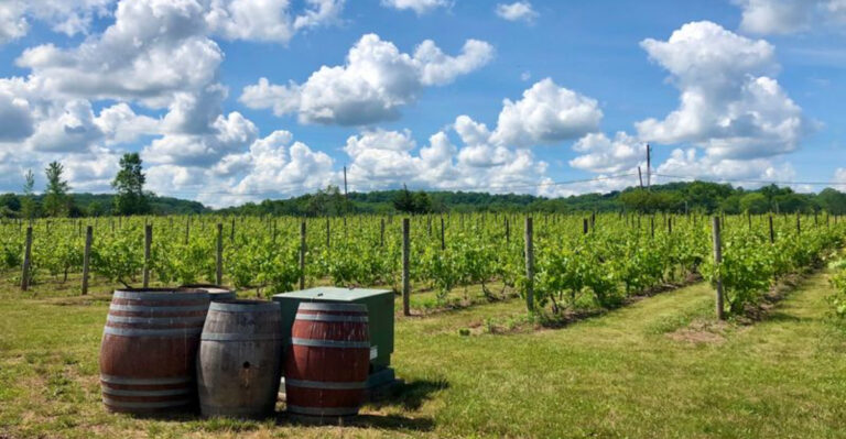 10 Scenic Illinois Wineries Made for Sipping With a View