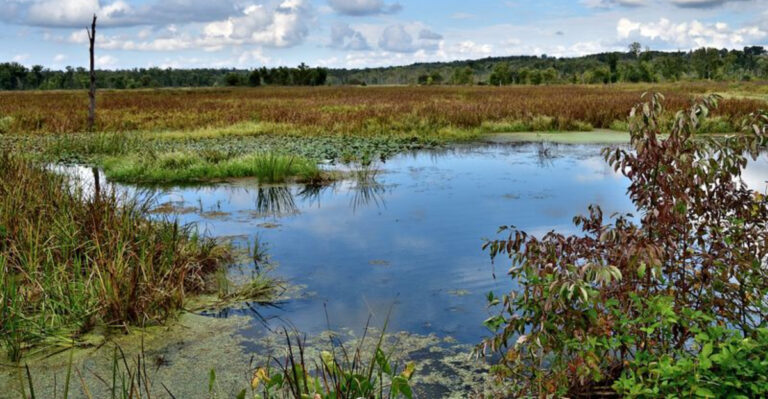 11 Ohio Wetland Refuges That Come Alive As The Season Starts To Wind Down