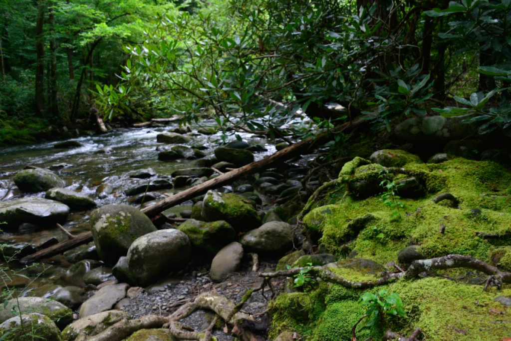 12 Beautiful Tennessee Nature Walks Under 3 Miles Anyone Can Enjoy