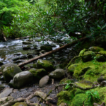12 Beautiful Tennessee Nature Walks Under 3 Miles Anyone Can Enjoy