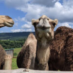 12 Pennsylvania Places Where You Can Feed Animals And Make Family Memories
