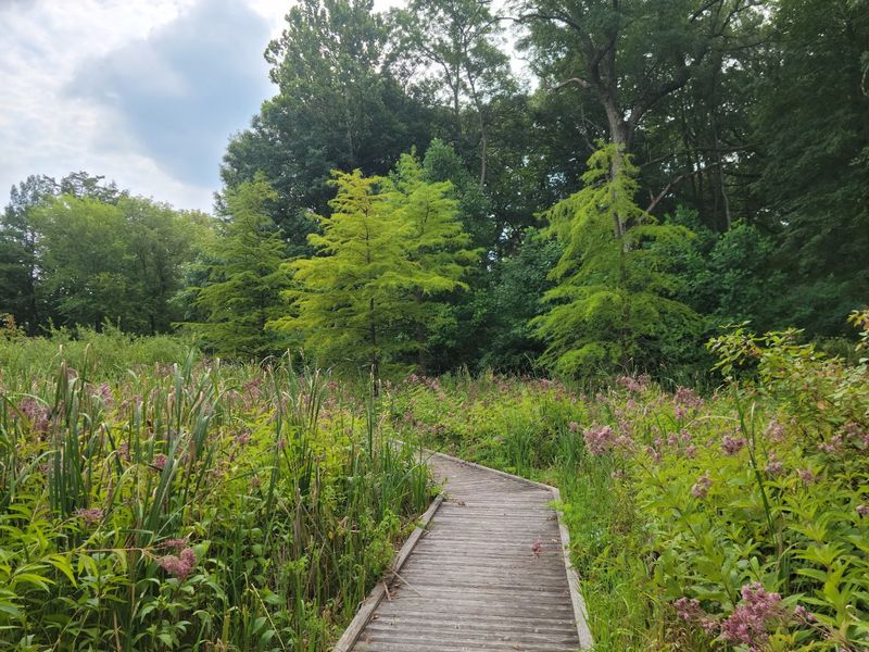 A Rare Wetland Hiding in Plain Sight