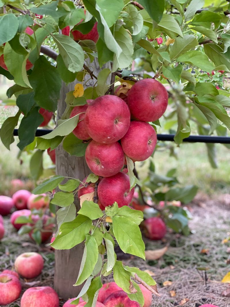 Jonamac Orchard (Malta) Jonamac Orchard (Malta)