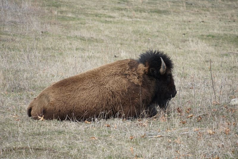 Best Timing for Bison, Wildflowers, and Quiet Light