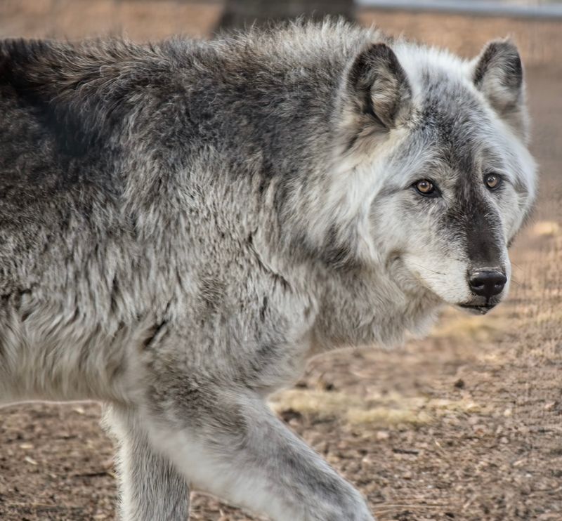 Where the Wolf Walk Becomes Real Where the Wolf Walk Becomes Real