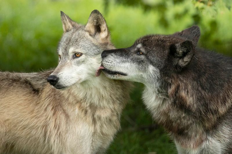 Gray Wolves Take Center Stage, and They Earn It Gray Wolves Take Center Stage, and They Earn It