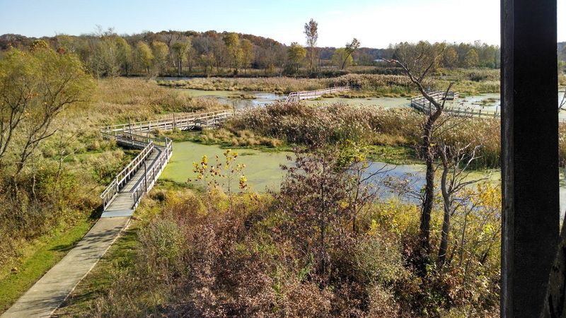Wetlands That Keep the Whole Scene Moving