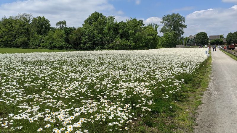 A Farm View That Changes the Usual Park Day
