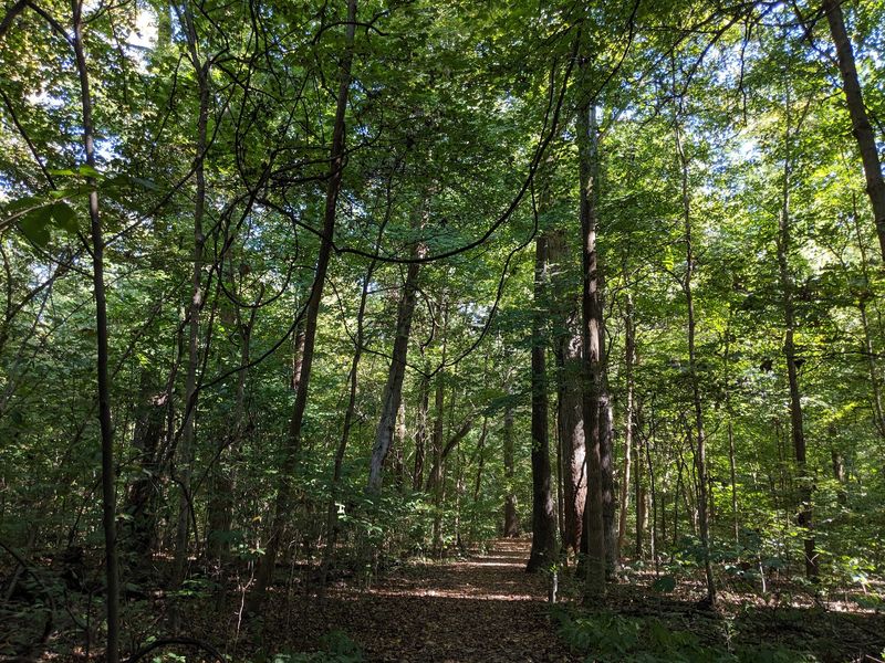 Wildlife Watching Without Leaving Evansville