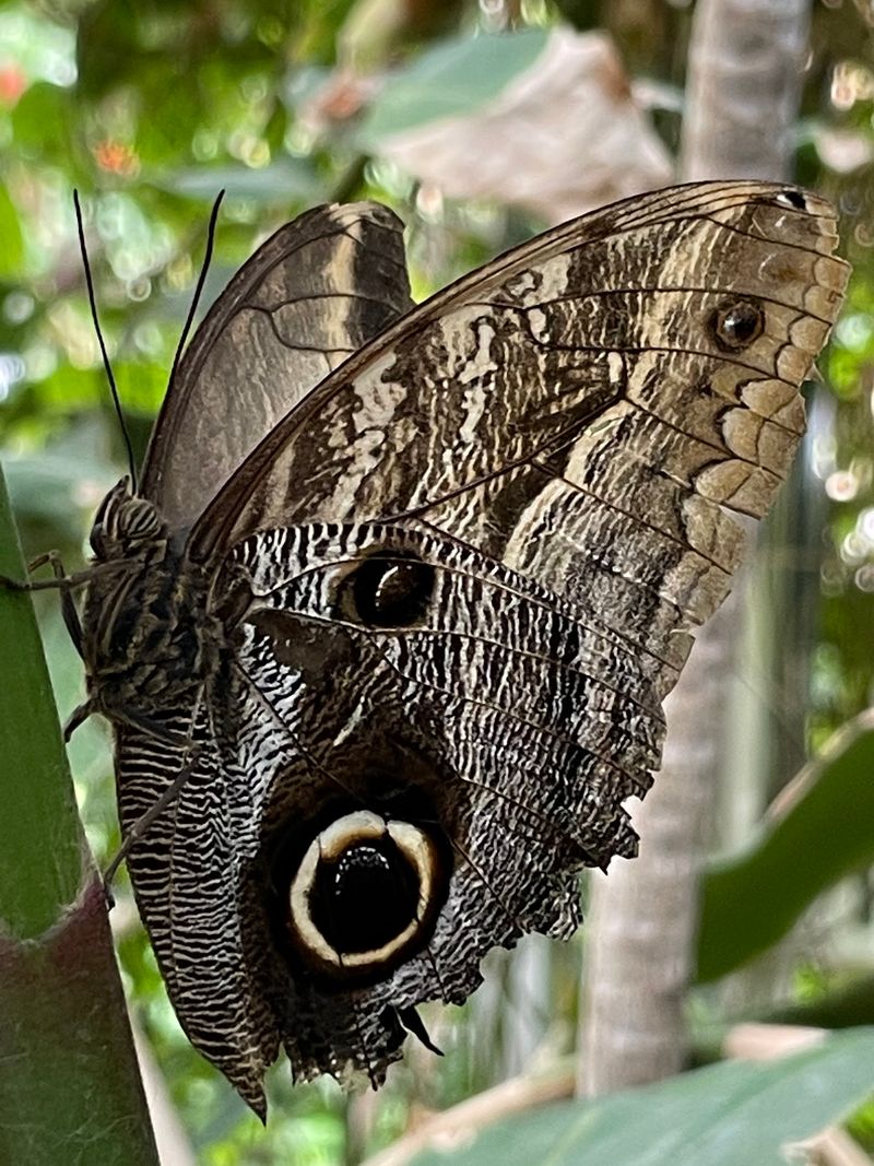 Butterfly Pavilion, Westminster Butterfly Pavilion, Westminster