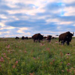 8 Missouri State Parks That Don't Get Nearly the Attention They Deserve