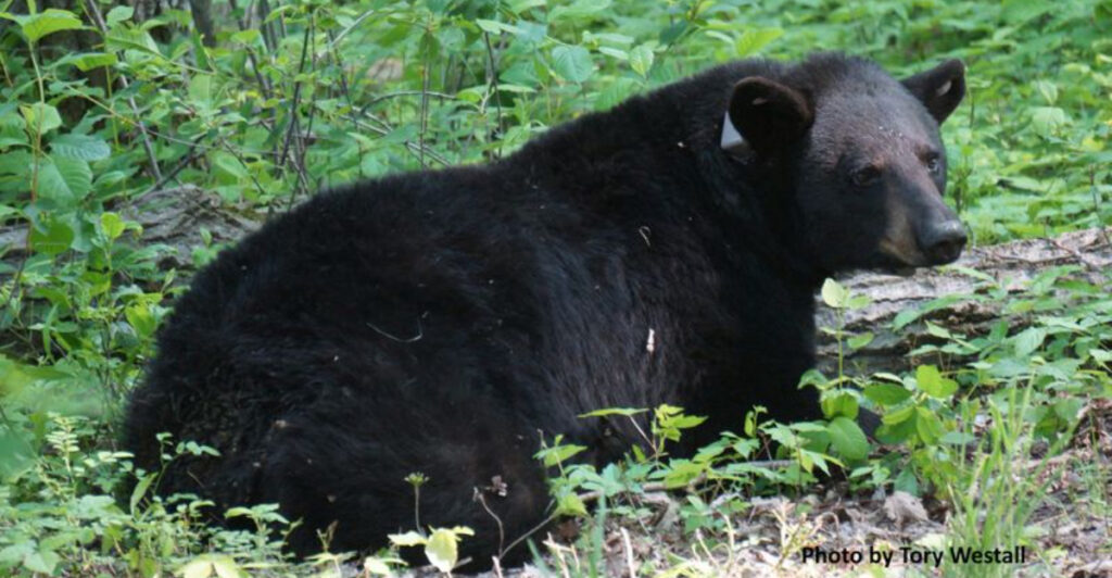 8 Ohio Areas Where Black Bear Sightings Are Increasing This Late Summer
