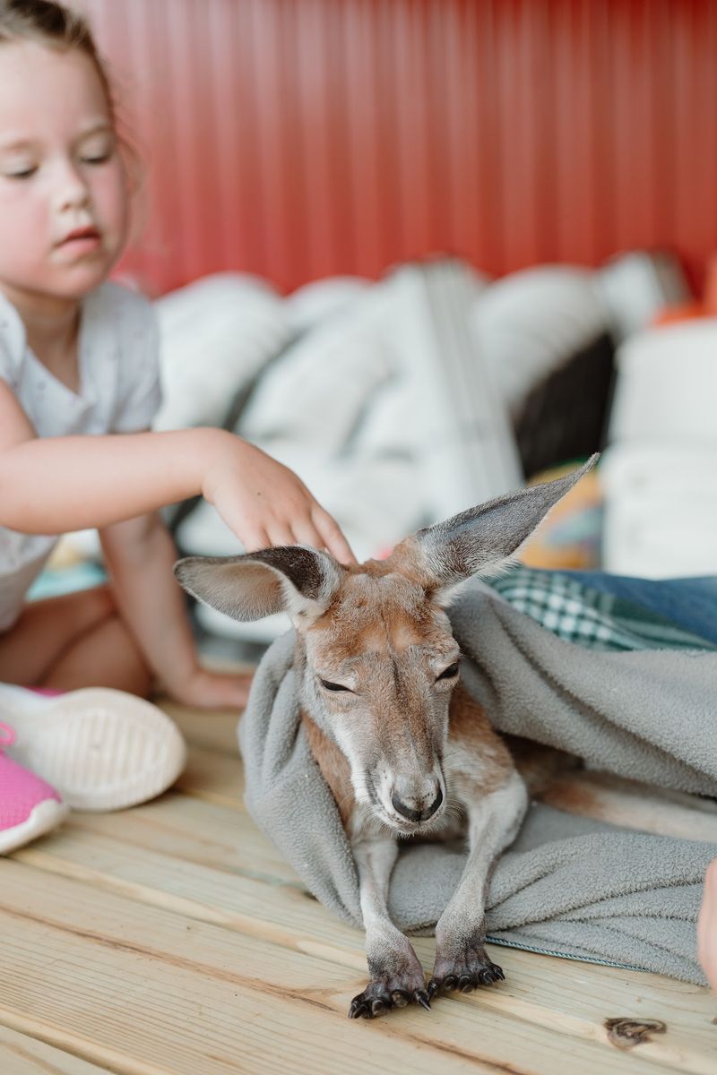 Baby Kangaroo Cuddles That Beat Any Stuffed Animal