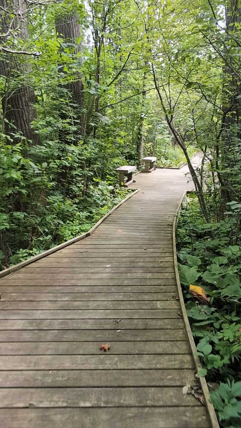 A Boardwalk Walk That Feels Easy and Calm A Boardwalk Walk That Feels Easy and Calm