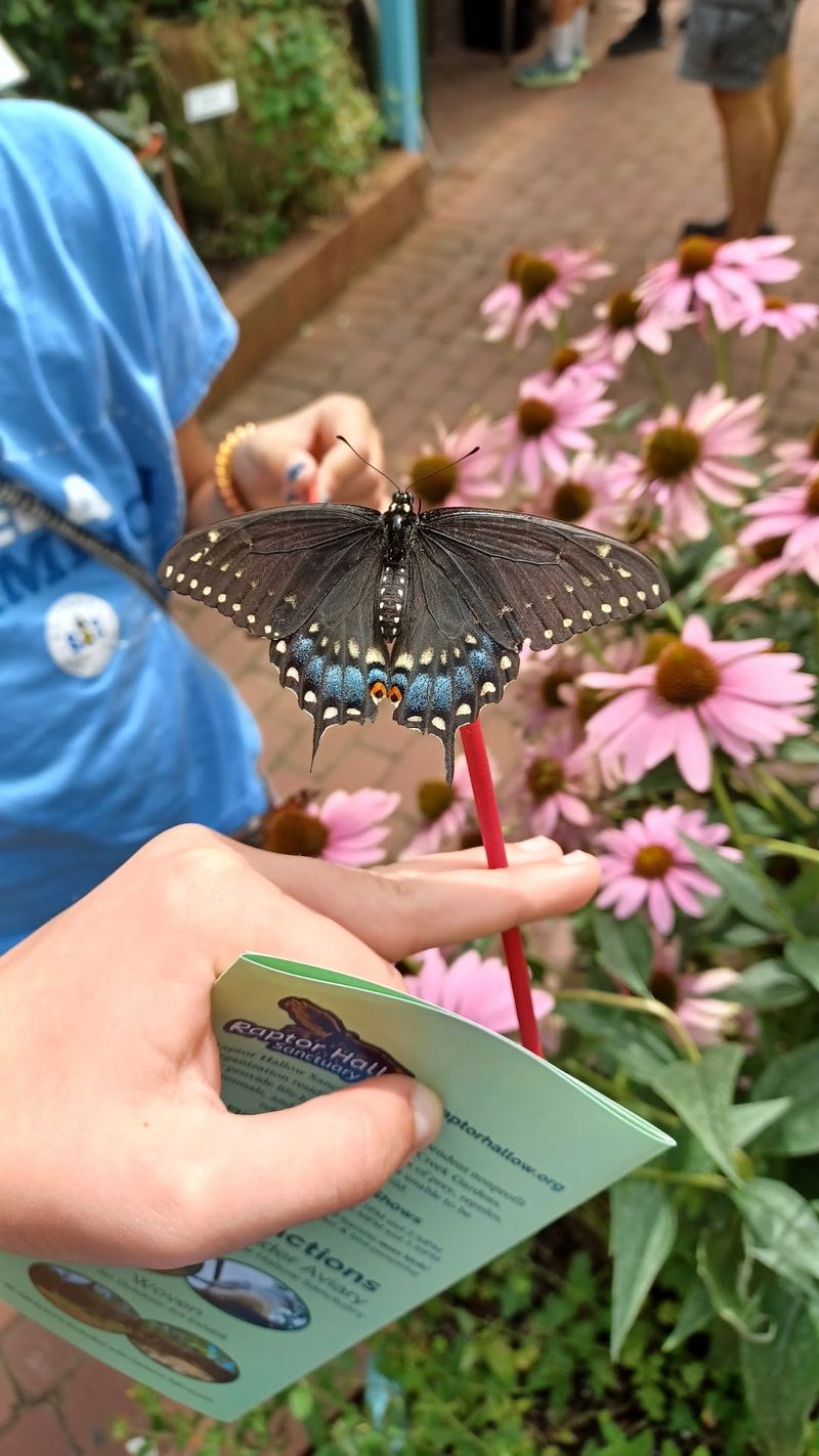 A Butterfly House That Feels Truly Magical A Butterfly House That Feels Truly Magical