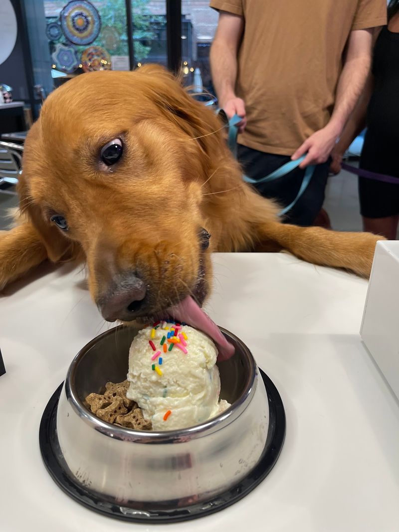 A Doggie Ice Cream Counter Made for Happy Tails A Doggie Ice Cream Counter Made for Happy Tails