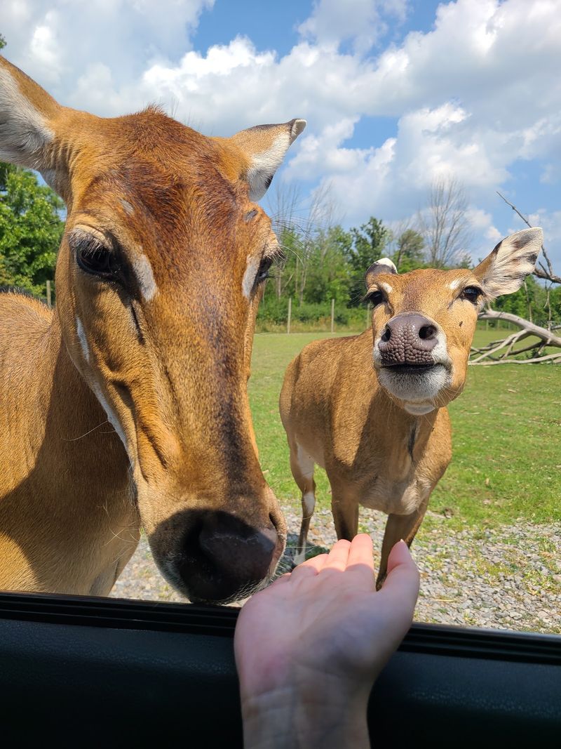 A Drive-Through Safari That Feels Wild And Real