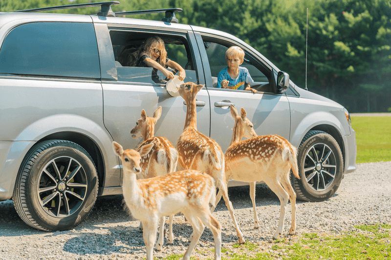 A Drive Through Safari That Puts the Action at Your Window