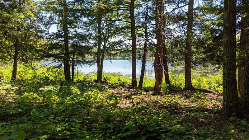 A Forest Opening That Changes Everything