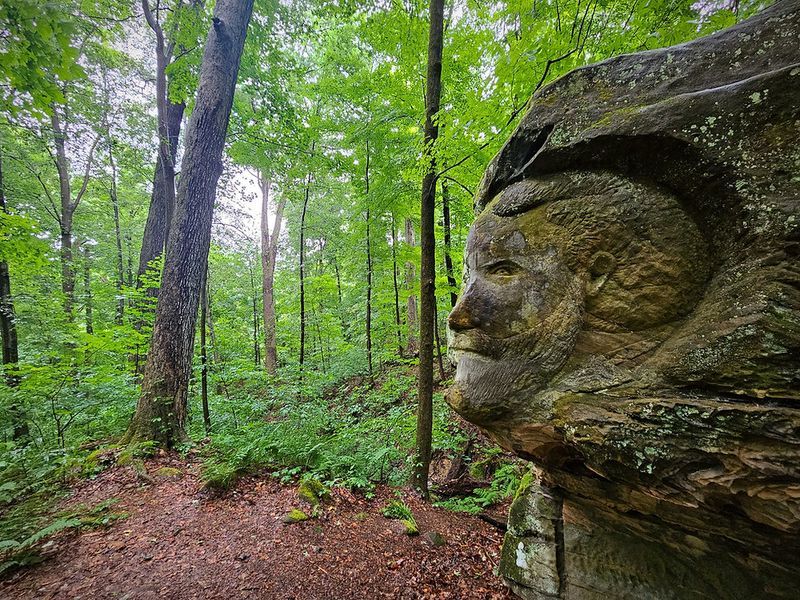 A Forest That Feels Enchanted