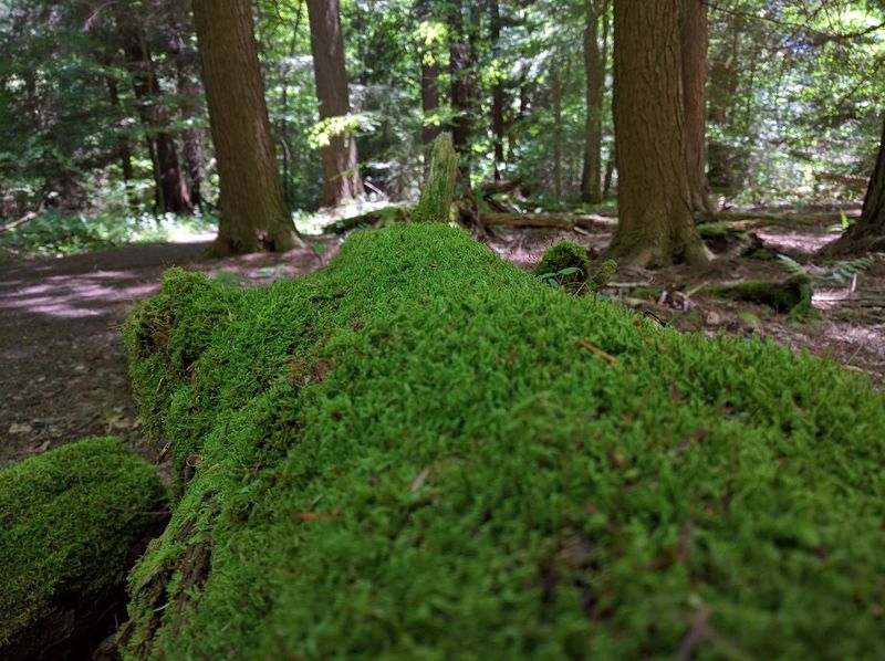 A Forest That Shows Pennsylvania Before The Logging Era